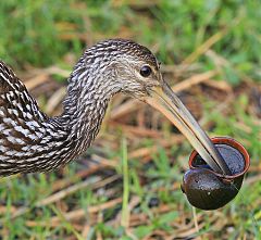 Limpkin